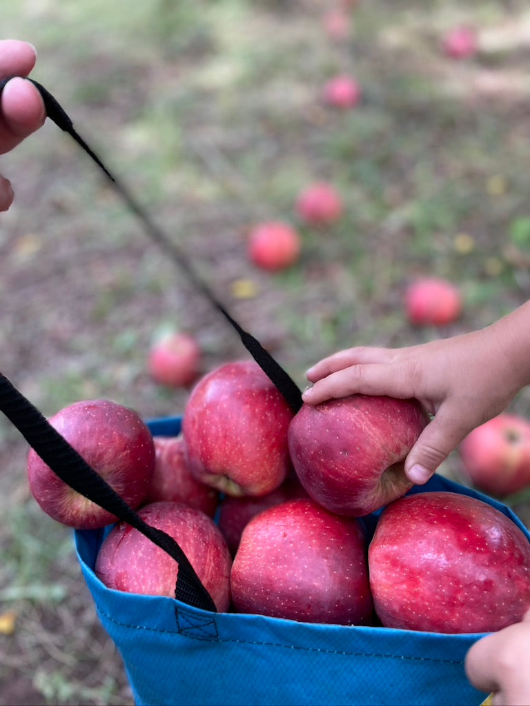 Wild Apple Orchard in Arizona Desert