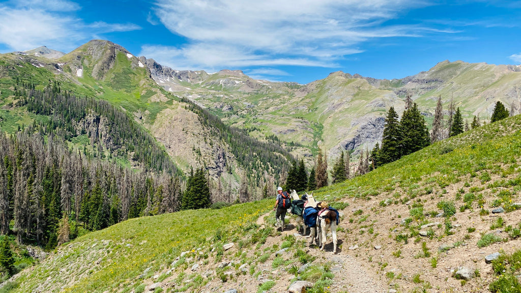 Family Backpacking with Llamas in Colorado