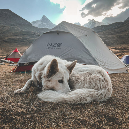 Preparing your pup for your summer outdoor adventures